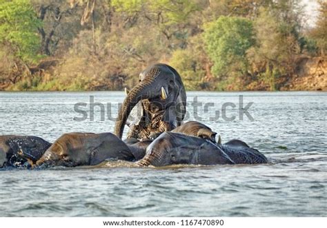 Elephants Having Sex Zambezi River Above Stock Photo Shutterstock