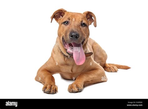 Mixed Breed Dog Stafford Terrier In Front Of A White Background Stock