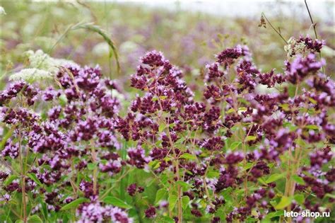 🌷ДУШИЦА- ЦЕЛЕБНАЯ ТРАВА🌷 РЕЦЕПТЫ ДЛЯ ЗДОРОВЬЯ С ДУШИЦЕЙ Душица ...