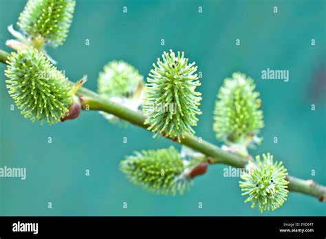 Pussy Willow Buds On A Branch In Early Spring Stock Photo Alamy