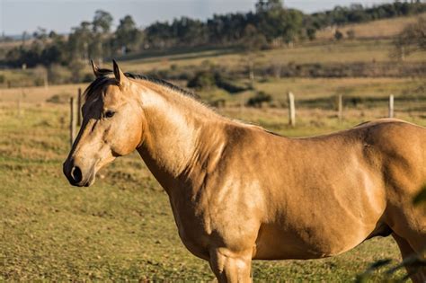 Premium Photo | American quarter horse buckskin stallion