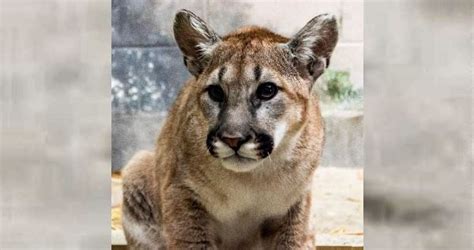 Orphaned cougar cubs now in residence at Hogle Zoo | Gephardt Daily
