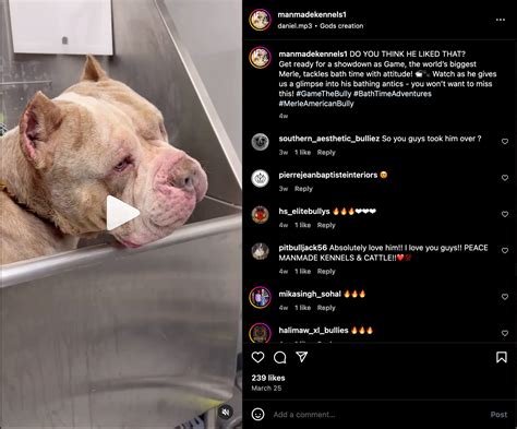 XXL Merle American Bully Stud, Game