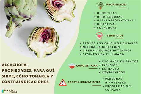 Alcachofa propiedades para qué sirve cómo tomarla y