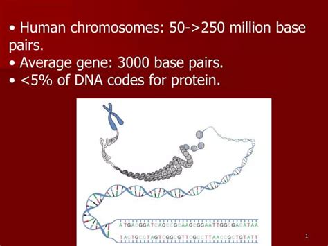 Ppt Human Chromosomes 50 250 Million Base Pairs Average Gene 3000 Base Pairs Powerpoint