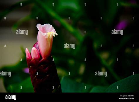 Picture Of A Belladonna Bud The Flower Is Also Known As Deadly