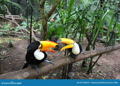 Two toucans playing stock image. Image of garden, birds - 241796239