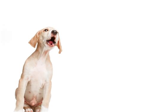 Kortharige Blonde Hond Zit En Blaffen Gratis Foto