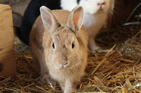 Tierheim Linz Kaninchengruppe Sucht Neues Zuhause Linz