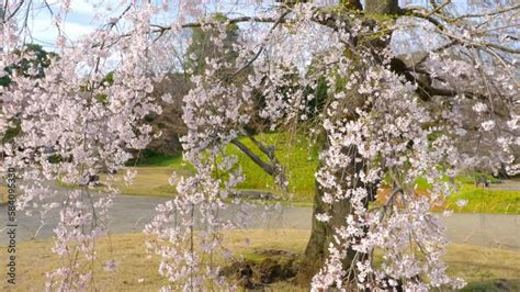 beautiful cherry blossom in Tokyo park, weeping cherry tree in full ...