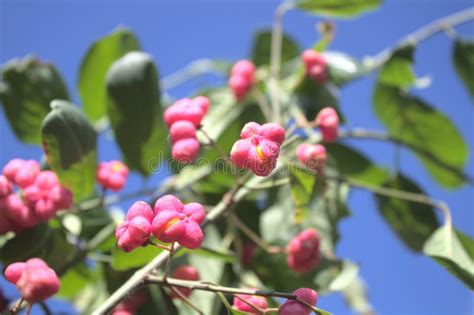 Spindle tree stock image. Image of nature, euonymuseuropaeus - 243224633