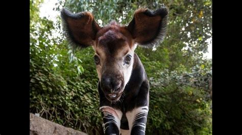 First Okapi Born At The San Diego Zoo In Four Years