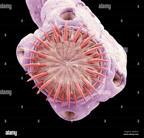 Pork Tapeworm Coloured Scanning Electron Micrograph Sem Of The Head Of A Pork Tapeworm