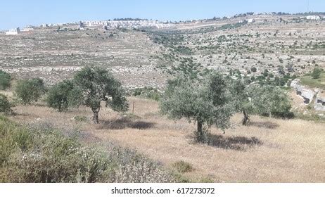 13 Olive Tree Olive Wood Israel Palestine Beautiful Scenery Images