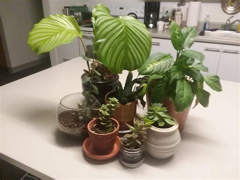 B&q chingford garden center has a massive sale on plants 26