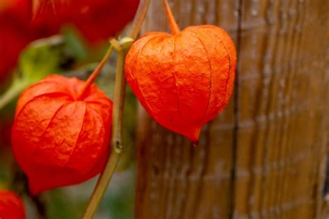 Chinese Lantern Flower Plant