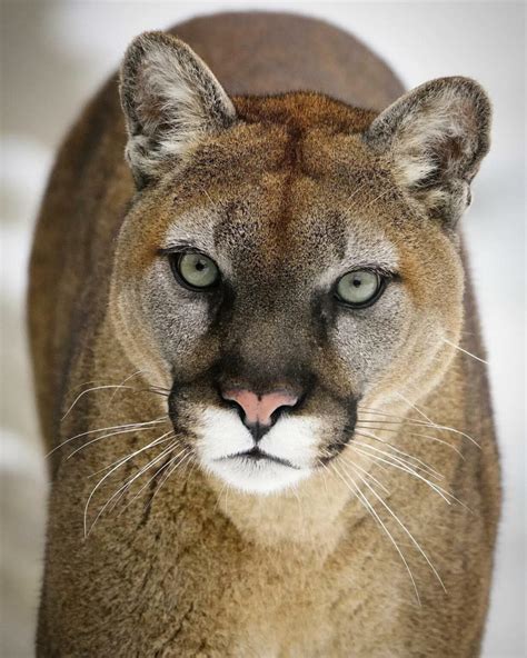 Cougar - Cougar Mountain Zoo