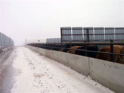 February 2022 Cattle Feeding Projections Form A Feed