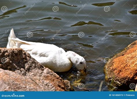 White Duck Swimming In The Water Stock Image Image Of Outdoor Lake