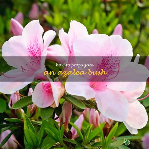 Easy Steps For Propagating Azalea Bushes For Gardeners Of All Levels