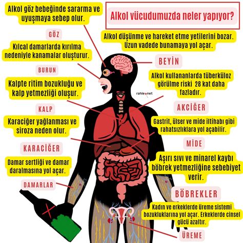 Alkolün organlara verdiği zarar nedir Alkol alınca vücudumuzda