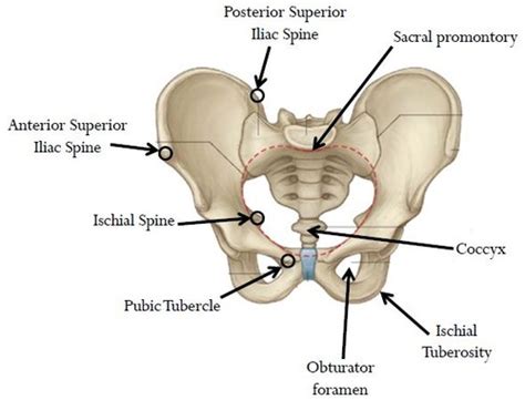 Tubercle Of Iliac Crest