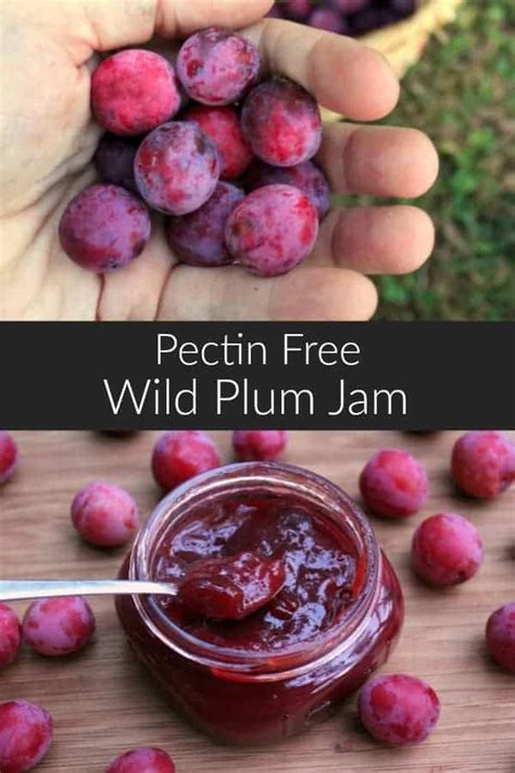 Wild Plum Jam - Earth, Food, and Fire