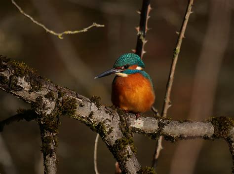 Eisvogel Alcedo Atthis Linnaeus Martin P Cheur Flickr