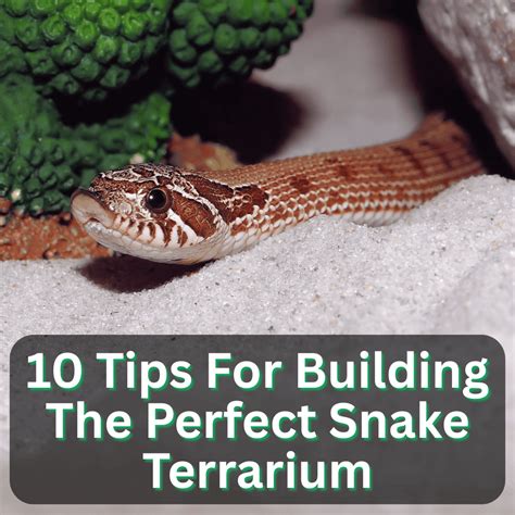 tips  building  perfect snake terrarium   healthy
