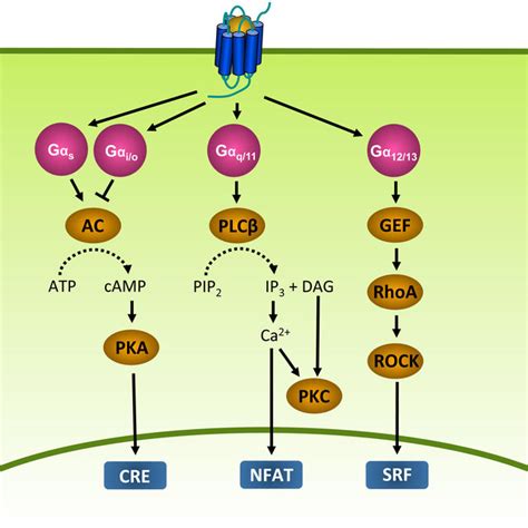 Different Mechanisms Of Receptor Tyrosine Kinase RTK Transactivation