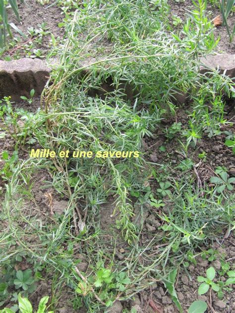 Some Plants Growing Out Of The Ground Next To Rocks And Dirt With Words