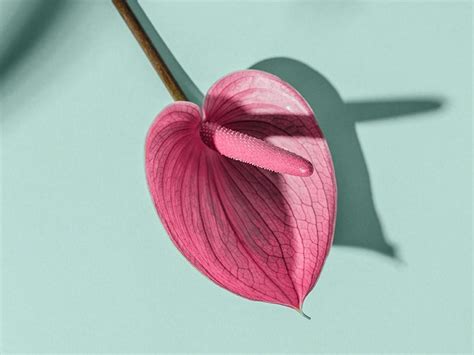 The Best BV Treatments | Greatist