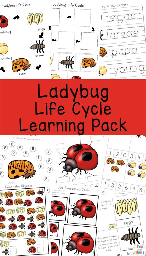 Ladybugs Cycle Of Life