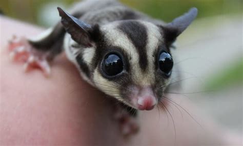 Sugar Glider Names: The 250 Most Popular Names for Sugar Gliders - PetPress