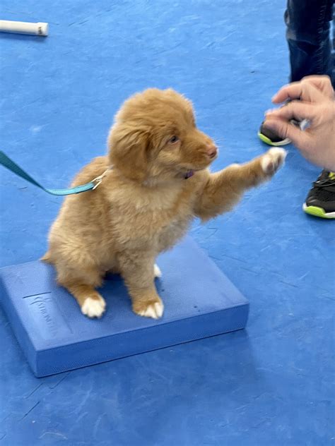 Puppy In Spanish Language 12