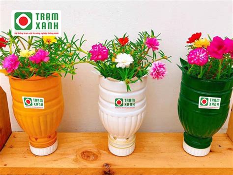 Hướng dẫn cách trồng hoa mười giờ trong chai nhựa đầy sáng tạo