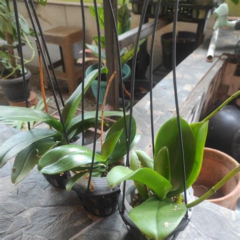 Jual Anggrek Bulan Mini Shopee Indonesia