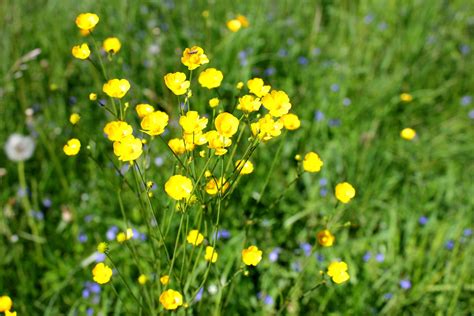 Лютик культурный (75 фото) - фото - картинки и рисунки: скачать бесплатно