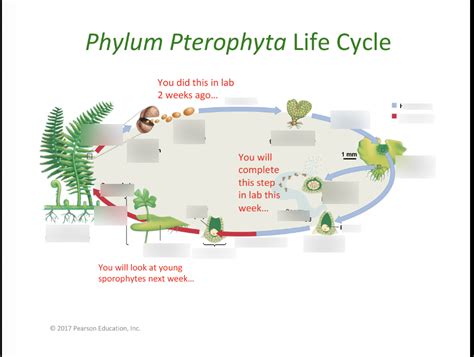 Phylum Pterophyta