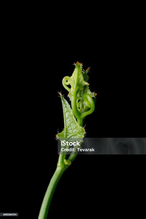 Close Up Leaves Ivy Gourd On Dark Background Stock Photo Download