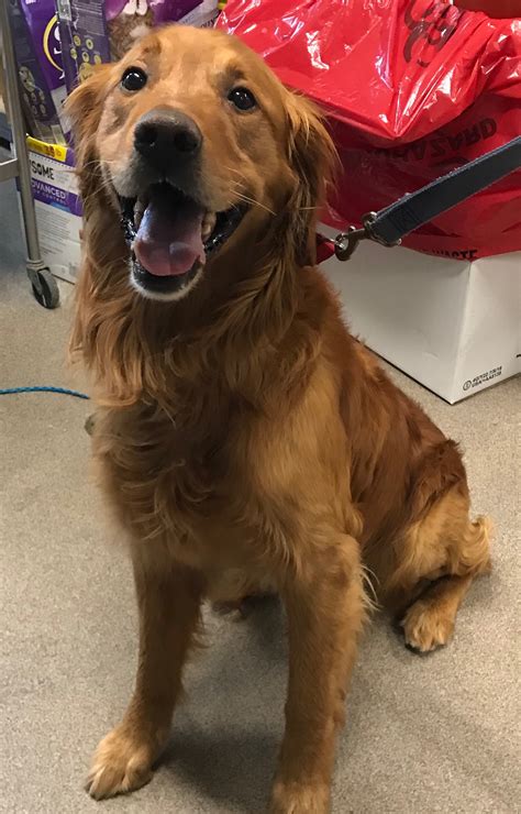 Duke • Old Dog Haven