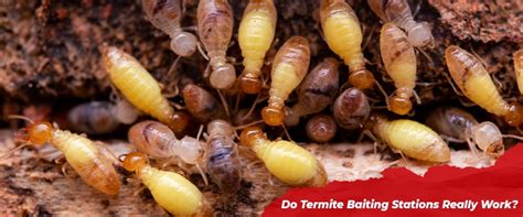 Do Termite Baiting Stations Really Work? - Pest Control Services Malaysia