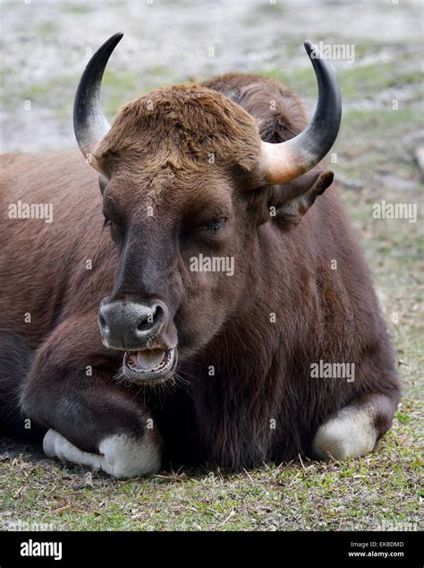 Gaur horns hi-res stock photography and images - Alamy