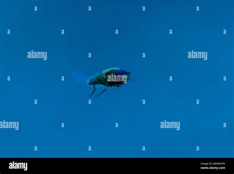 hovering bug with wings in mid air Stock Photo - Alamy