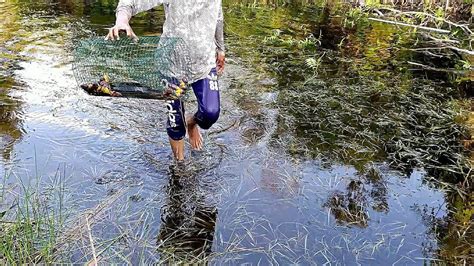 Bubu Ikan Lele Lembat Ikan Lele Lembatnya Ada Yang Besar YouTube