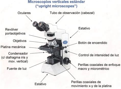 ¿cómo Funciona El Microscopio Como Funciona Que