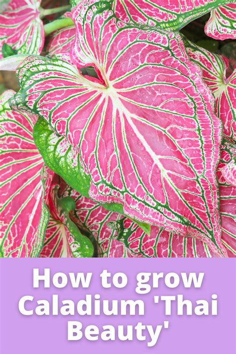 caladium thai beauty pink symphony strap leaf plant