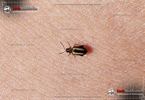 Palestriped Flea Beetle