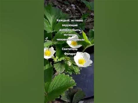 Святитель Филарет #shorts #мудрость #святительфиларет #поучения - YouTube