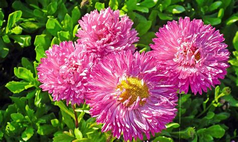 Asters Bloemen Roze Gratis Foto Op Pixabay Pixabay